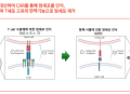 살얼음길 '자가면역' CD19 CAR-T 연구개발...큐로셀, BMS  등 연구개발 현황은?